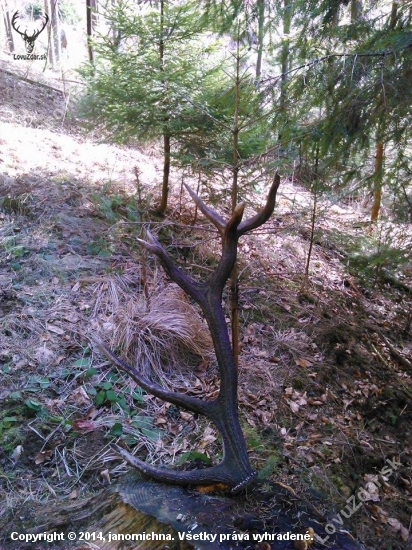 minloročný
