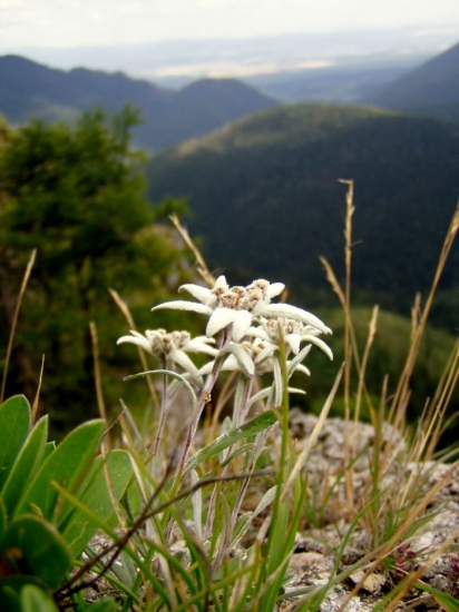PLESNIVEC ALPÍNSKY.