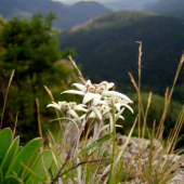 PLESNIVEC ALPÍNSKY.