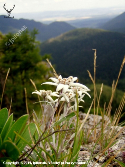 PLESNIVEC ALPÍNSKY.