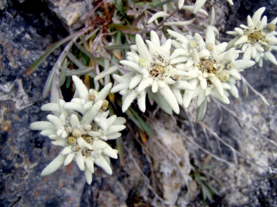 PLESNIVEC ALPÍNSKY. (Leontopodium alpinum)