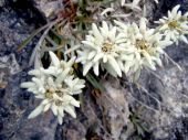 PLESNIVEC ALPÍNSKY. (Leontopodium alpinum)