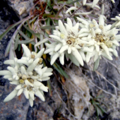 PLESNIVEC ALPÍNSKY. (Leontopodium alpinum)