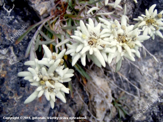 PLESNIVEC ALPÍNSKY. (Leontopodium alpinum)