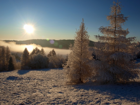 Smrekovce  na výslní