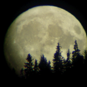 Mesiac v lese