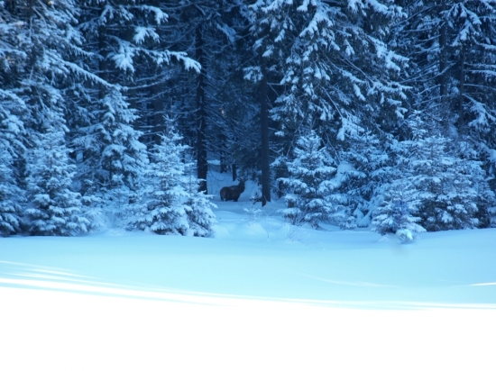 V lese to je istejšie.