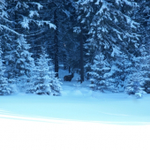 V lese to je istejšie.