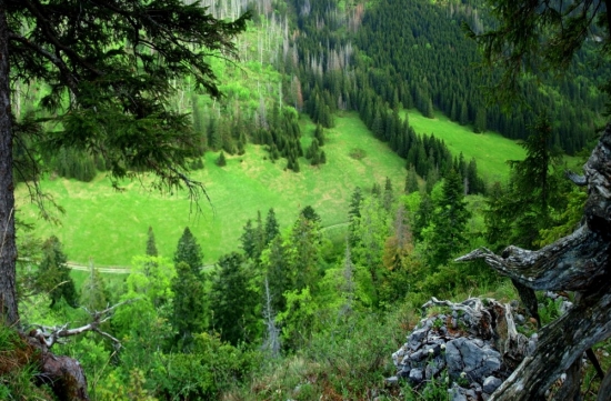 Medzisteny.