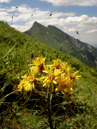 Starček subalpínsky