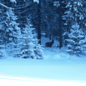 Na rannej prechádzke.