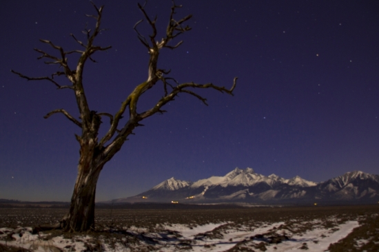 Stromy umierajú po stojačky.