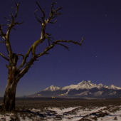 Stromy umierajú po stojačky.