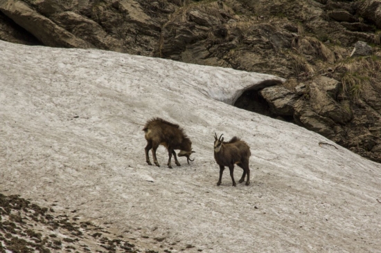 Kamzíky v Trstarskej doline