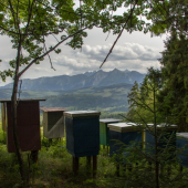 Aj včely majú pekný výhľad.