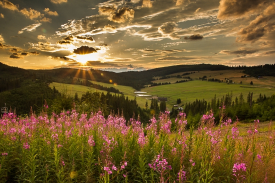 Strednica zaliata slnkom