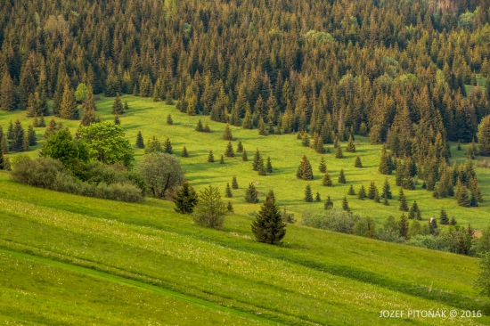 mladina