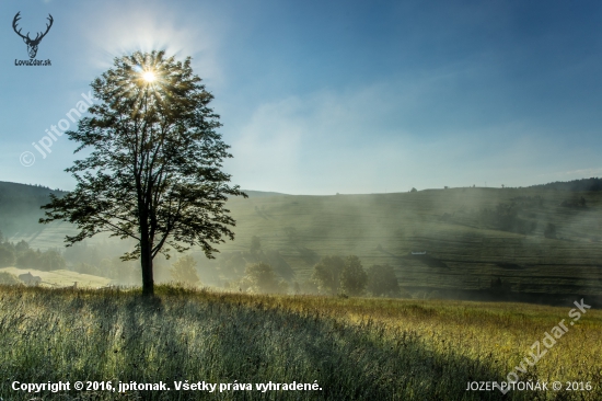 Strom v rannej hmle