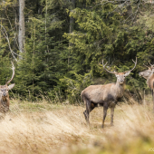 Podvečer na poľane