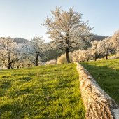 Brdárka