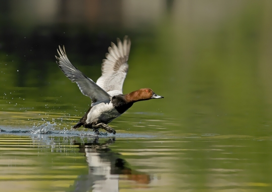 štart