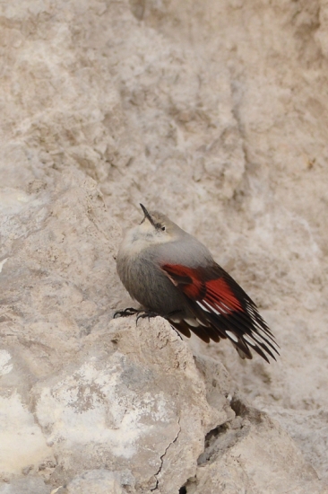 murárik červenokrídly