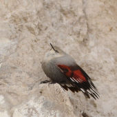 murárik červenokrídly