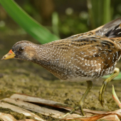 chriašteľ bodkovaný