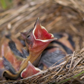 penica čiernohlavá