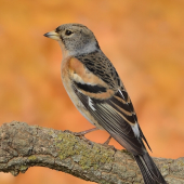 pinka severská ikavec