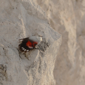 murárik červenokrídly