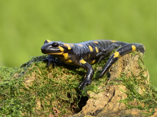 salamandra