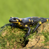 salamandra