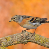 pinka severská ikavec