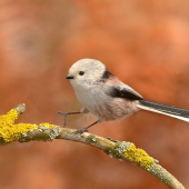 mlynárka dlhochvostá