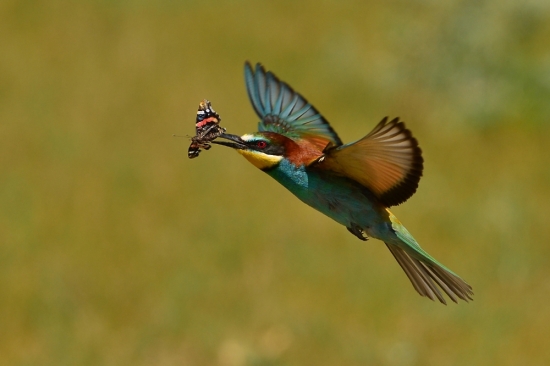 Merops apiaster