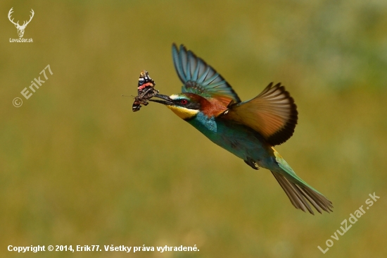 Merops apiaster