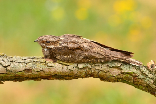 lelek lesný Caprimulgus europaeus