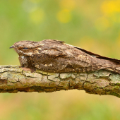 lelek lesný Caprimulgus europaeus