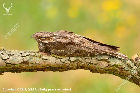 lelek lesný Caprimulgus europaeus