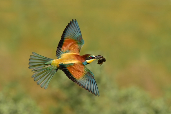 Merops apiaster  včelárik zlatý