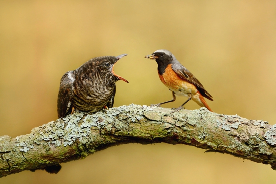 Cuculus canorus kukučka obyčajná
