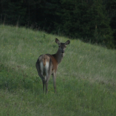 docela ma ignorovala....