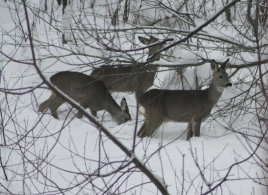 tažke obdobie pre zver