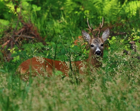 Setkání se srnci-  z očí do světel