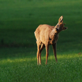 Roček- otřepu se až budou chlupy létat.