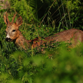 Setkání se srnci- mladý vidláček
