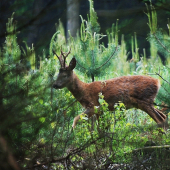 Šesterák z borové paseky