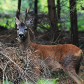 Setkání se srnci- tváří v tvář