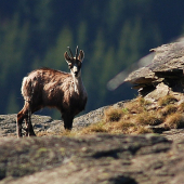 Jesenický kamzík- přežije?